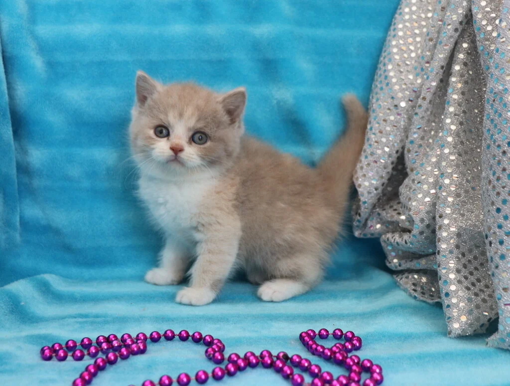 Minuet kittens for deals sale
